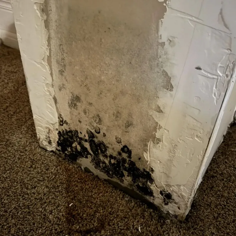 Professional Mold Removal in Anna, IL